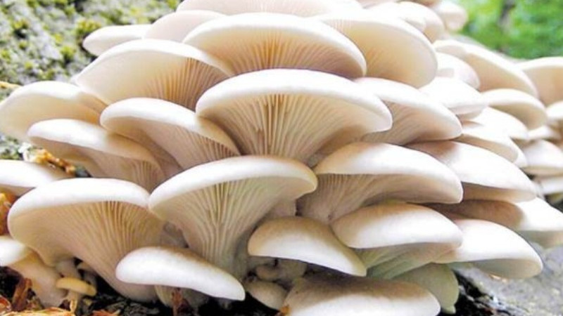 National Mushroom Day: Nepal home to 1,150 mushroom species, 100 species poisonous