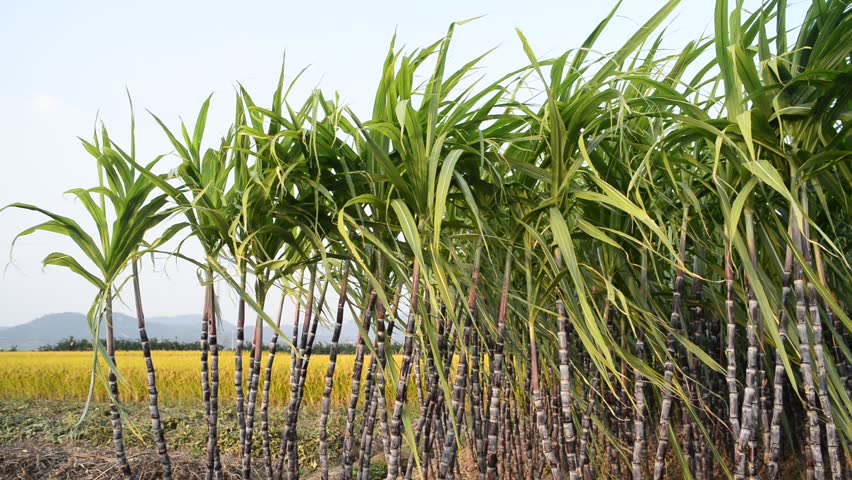 Slightly higher price of sugarcane elates farmers in Mahottari