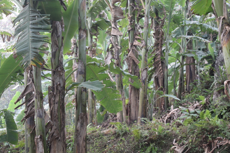 Banana farming in Chitwan reports TR4 infection