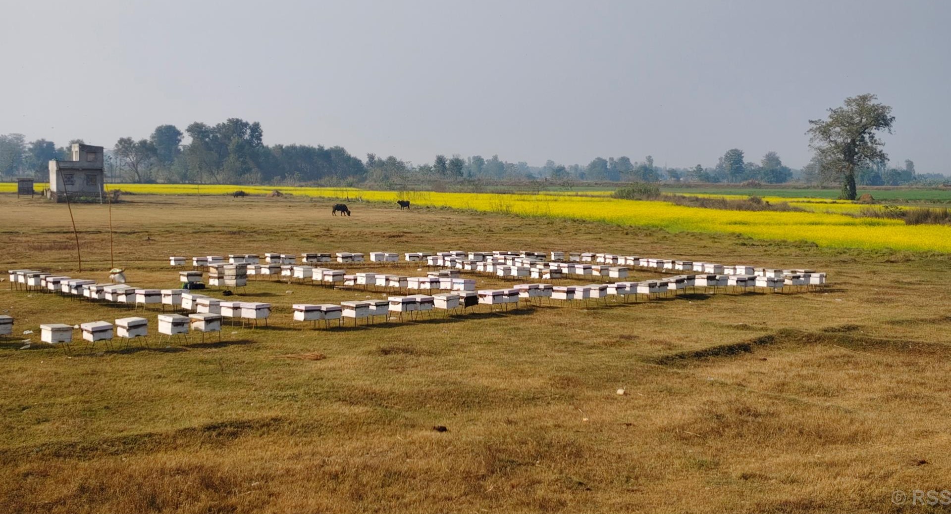 Beekeeping becomes a profitable business for Hamal