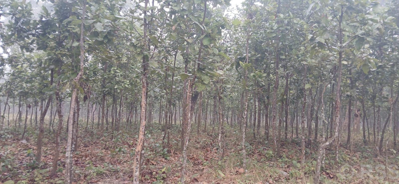 Sustainable forest management gaining pace in Rautahat