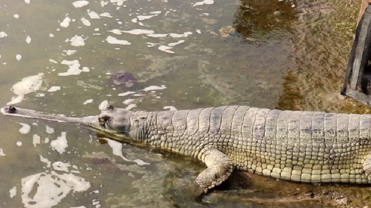 Counting, monitoring of gharial crocs initiated in Rapti and Narayani Rivers