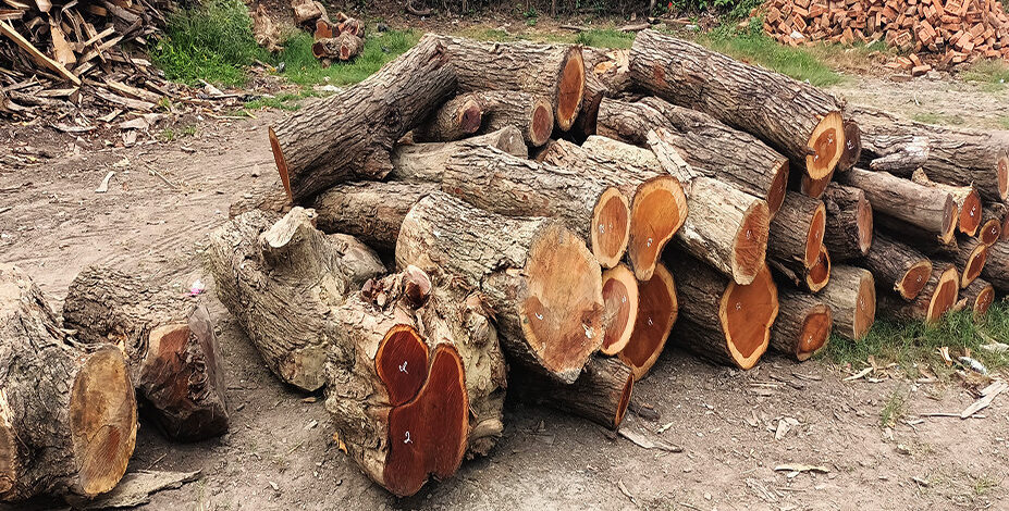 Firewood distributed to elderly care homes, temples