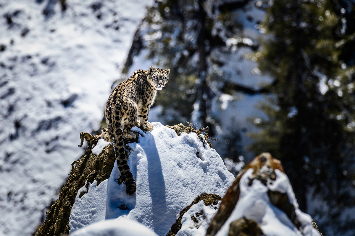 Counting of snow leopard begins in Mustang