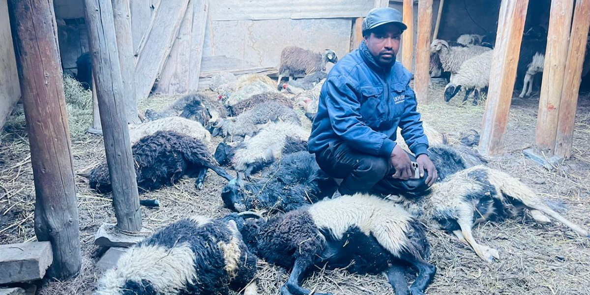 19 sheep killed in snow leopard attack in Mustang