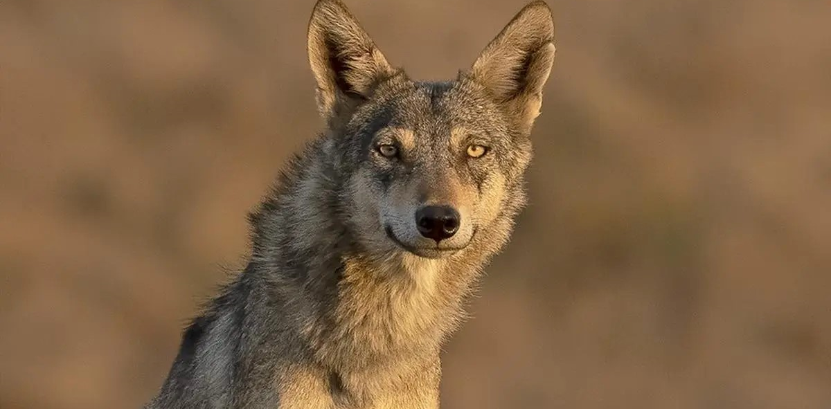 7 injured in rare wolf attack in east Afghanistan