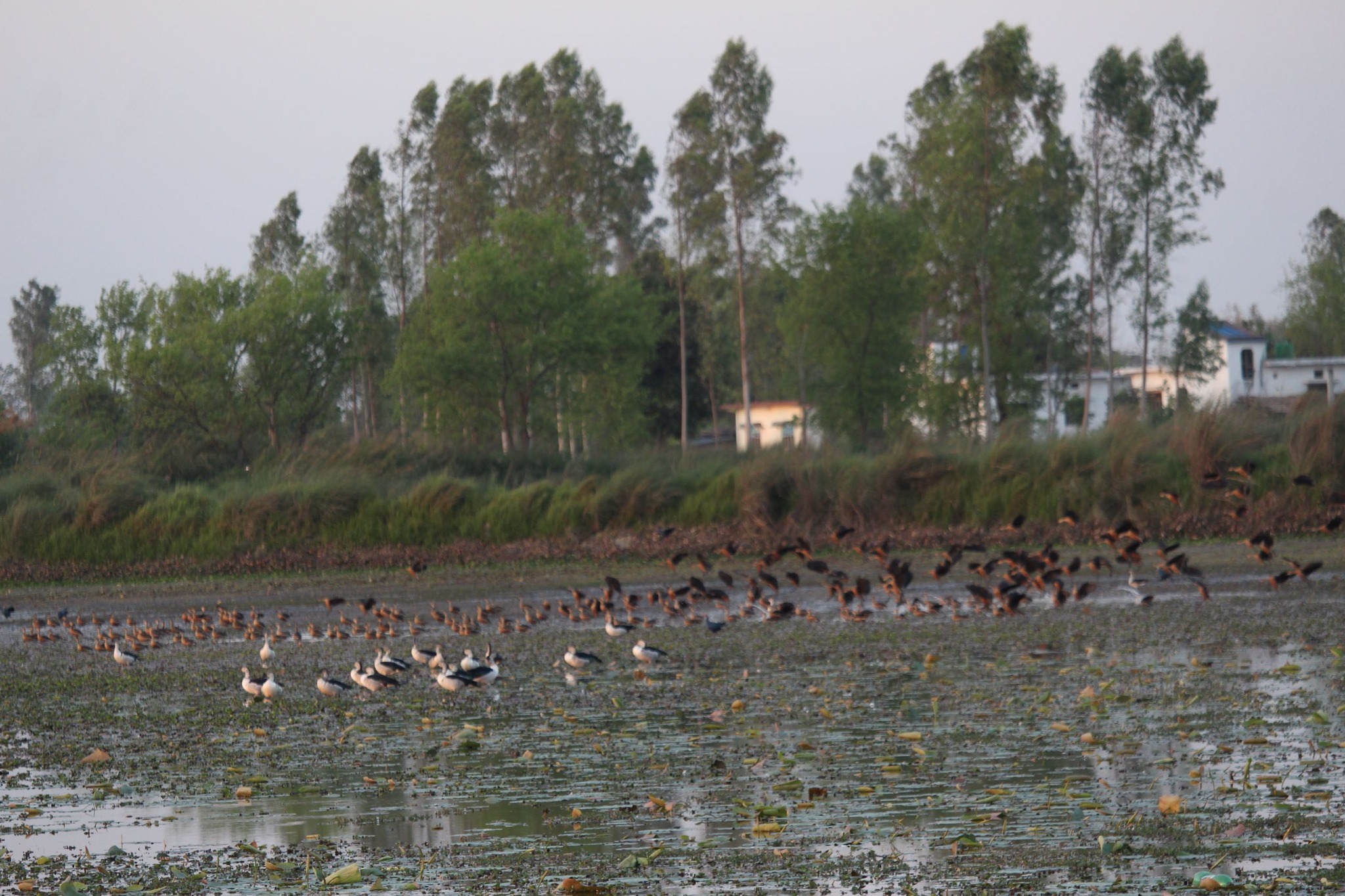 Aquatic birds’ census begins in Kanchanpur from today