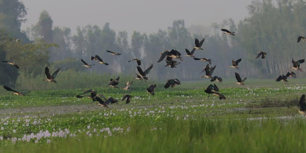 Aquatic bird number rises, species diversity declines in Pokhara