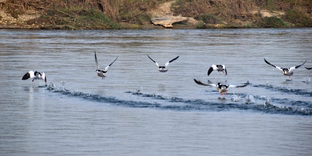 Over 25,600 water birds recorded in Shuklaphanta National Park, surrounding wetlands