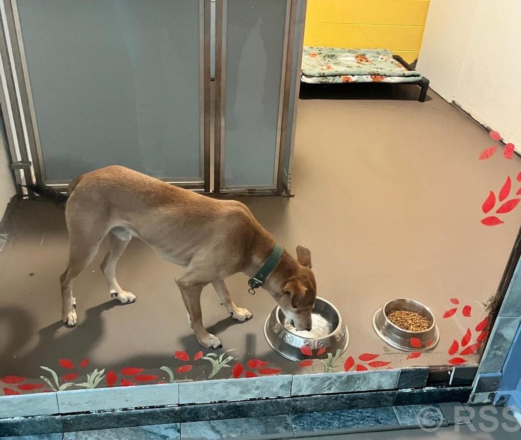 Compassion takes stray dog ​​from Chitwan to US