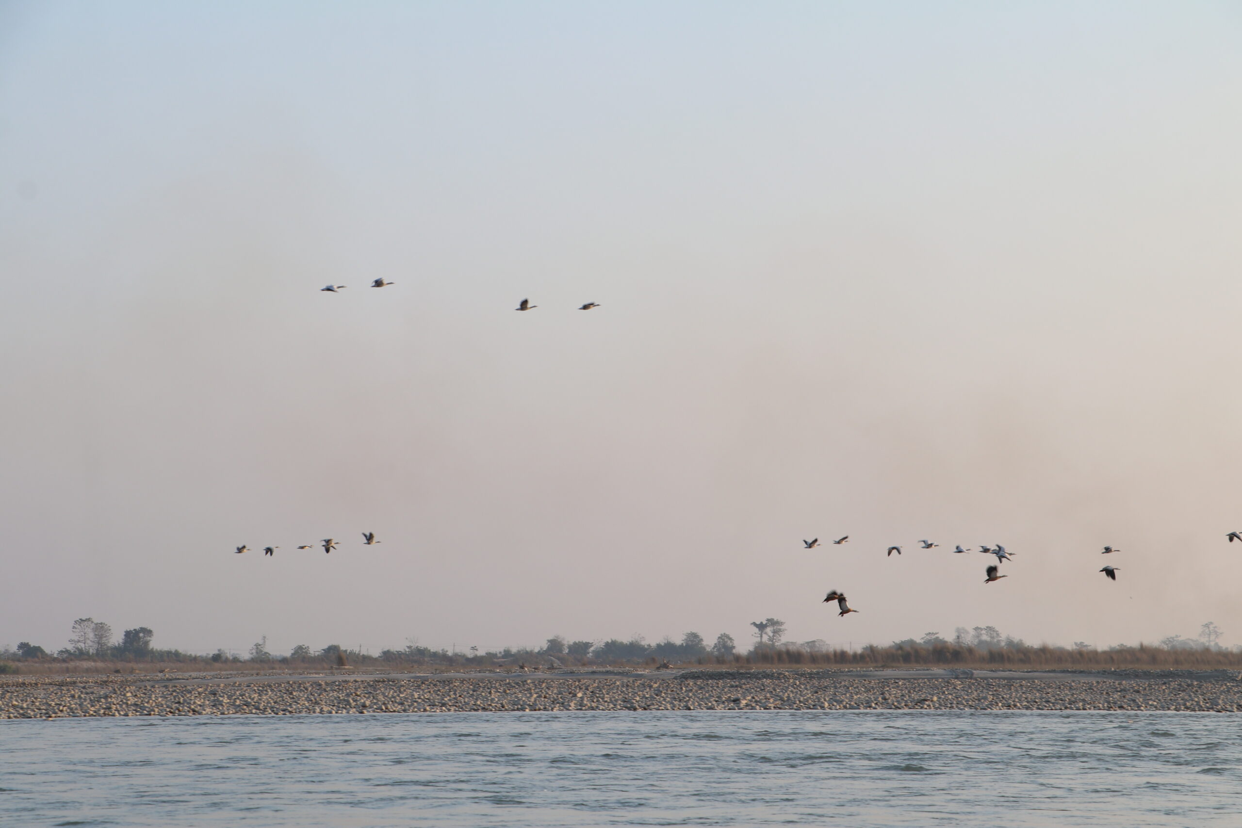 42 species of birds found in the Narayani River area