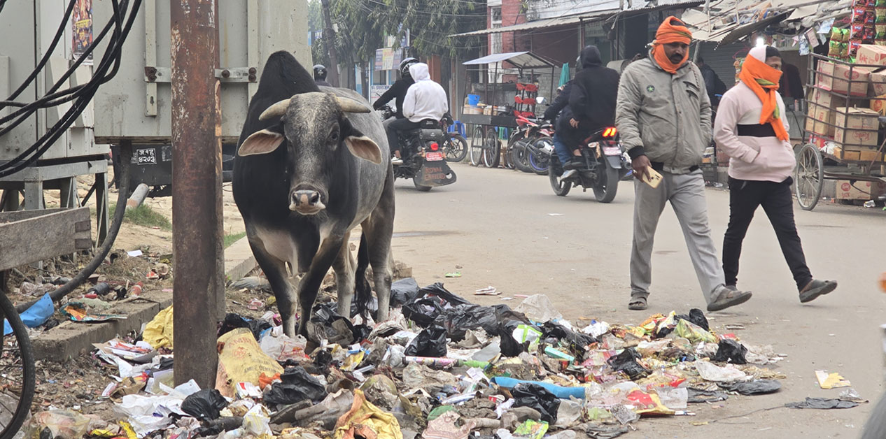 Garbage greets you everywhere on Janakpur’s streets!