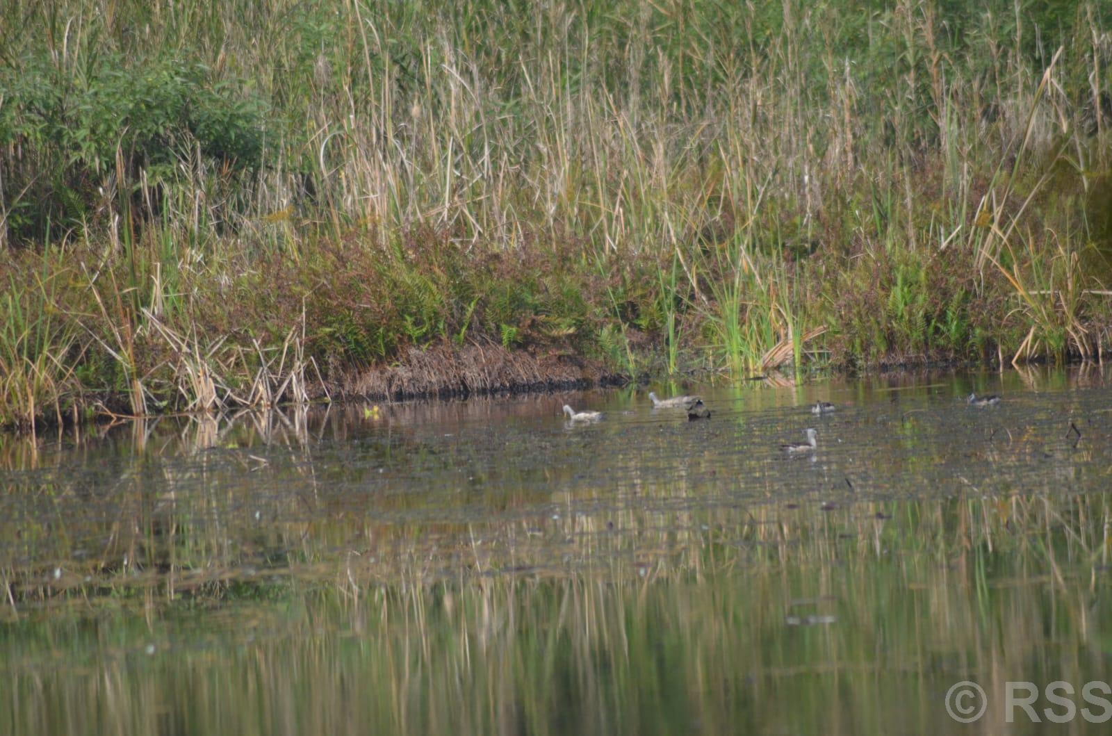 Number of Greylag Goose increases in Ghodaghodi bird sanctuary