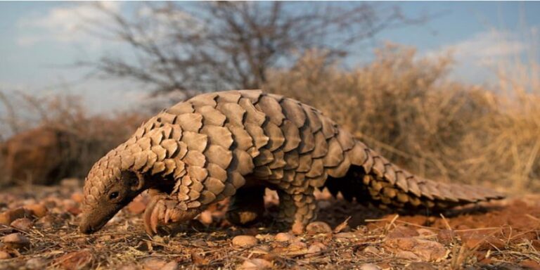 Endangered black pangolin found in Khotang