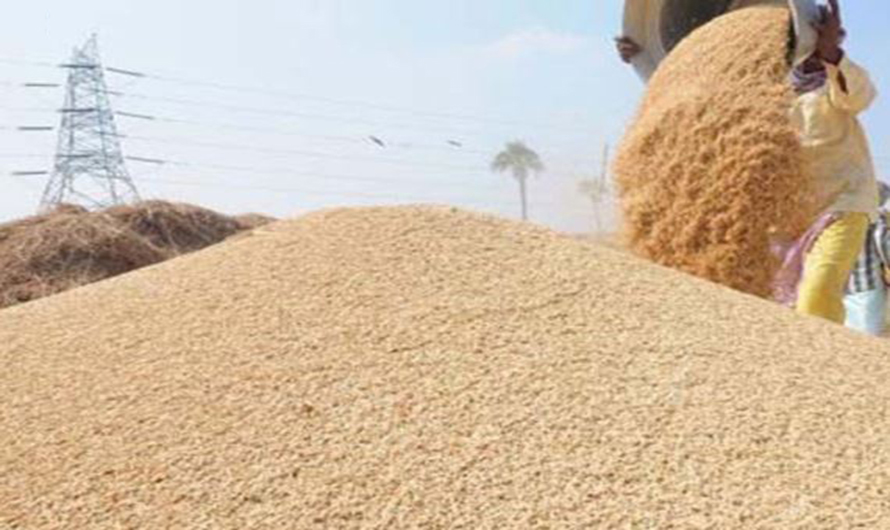 Paddy production declines in Rautahat