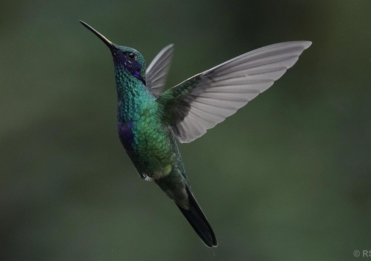 An ancient forest in Ecuador is the last stand for a tiny hummingbird facing extinction