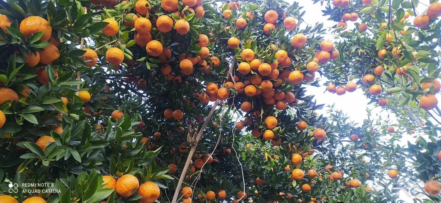 Parbat exports oranges worth Rs 320 million
