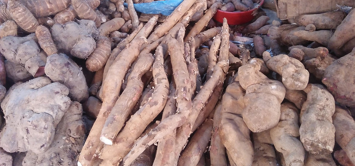 Fourth International Yam Festival in Bahundangi