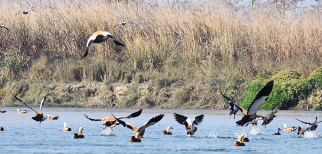 Migratory birds arrived here to escape harsh winter start returning