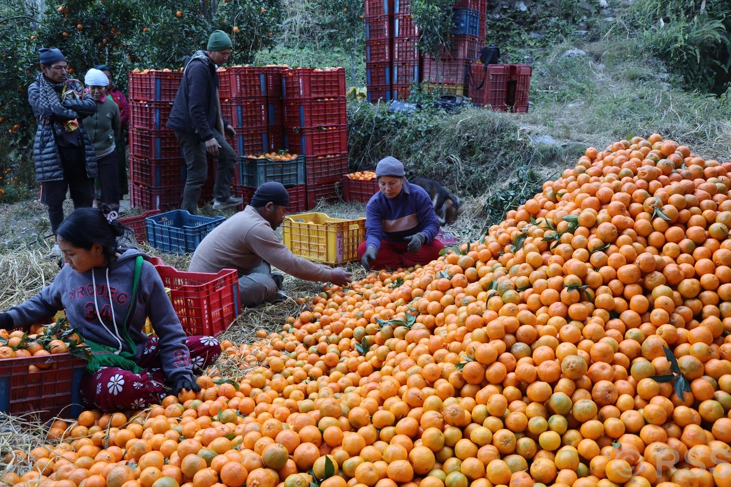 Orange worth Rs 316 million produced in Myagdi