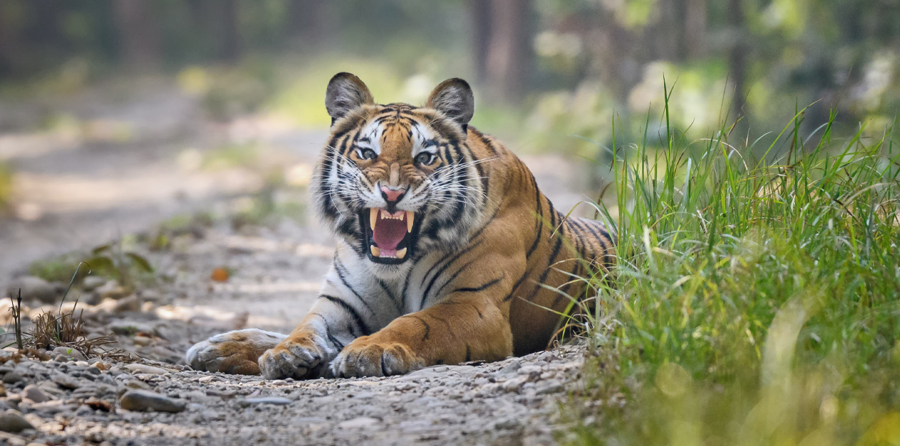 Lumbini Province government fails to curb human–wildlife conflict