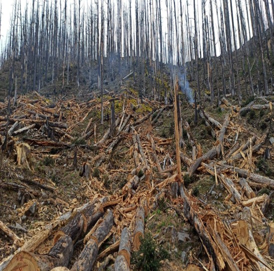 Drones to be used for seed spreading in Rasuwa forest
