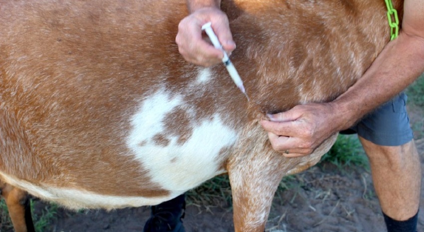 250,000 goats to be administered PPR vaccine in Chitwan