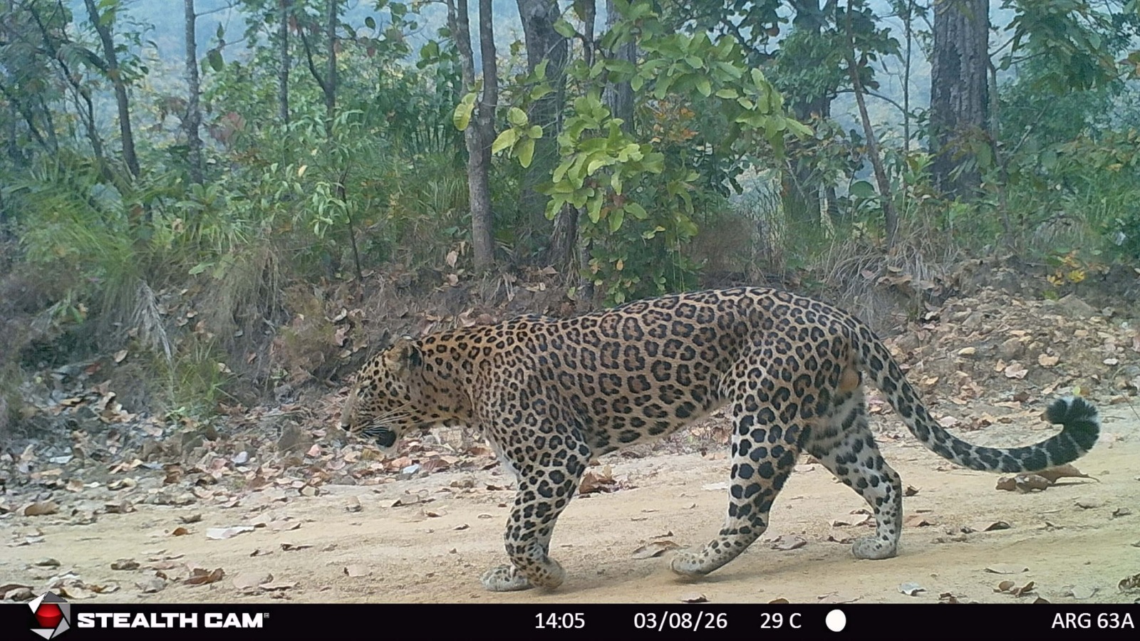 Magnificent yet deadly, Lumbini’s hidden tigers emerge from the shadows