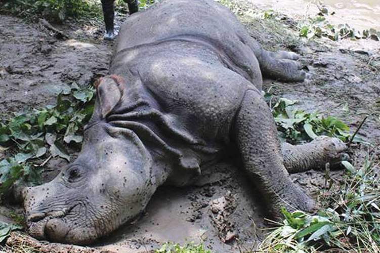 17 rhinos have died since mid-July 2025