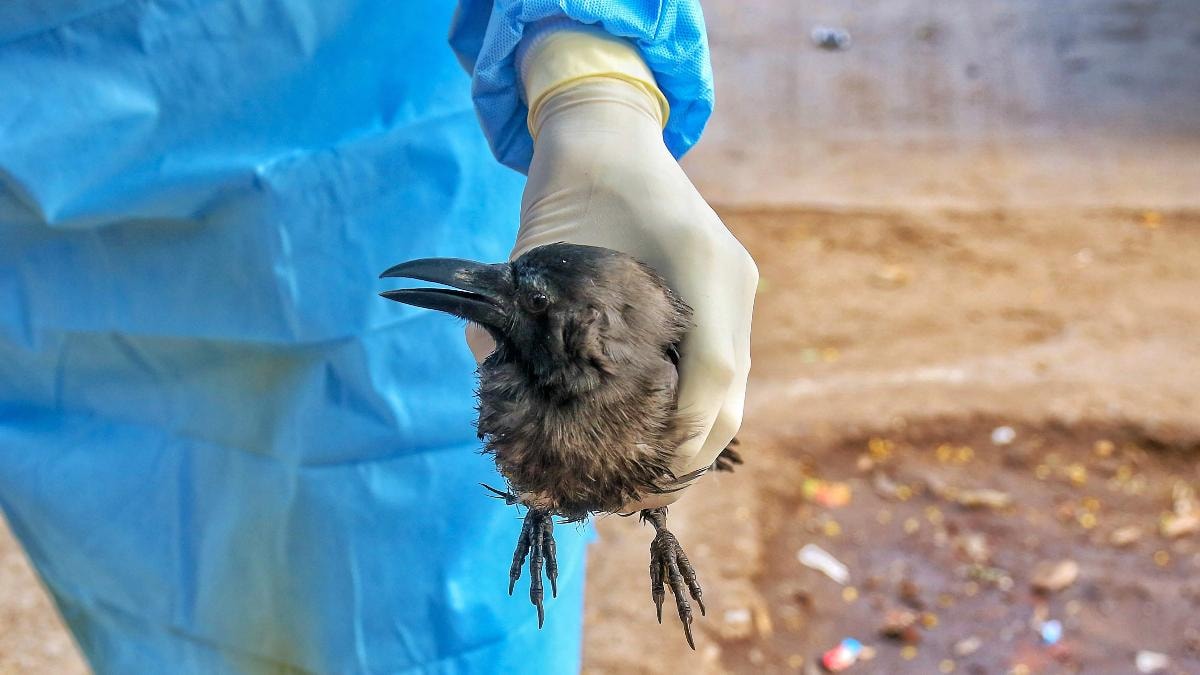 Bird flu confirmed in crows found dead in Kirtipur