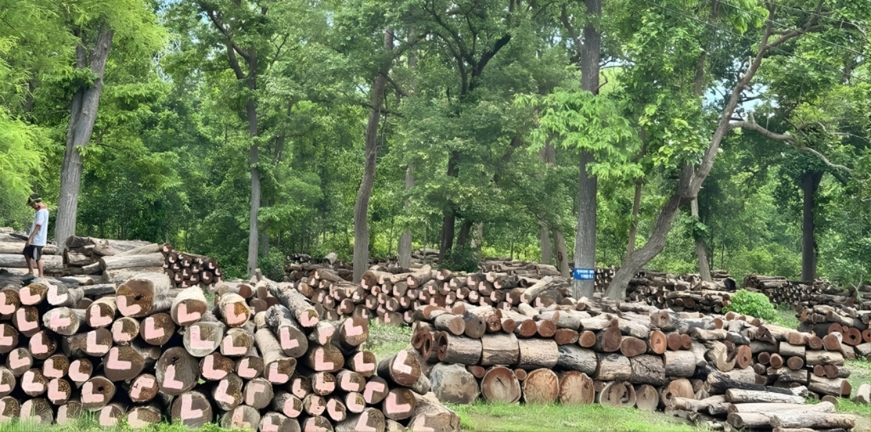 High potential of timber in Nepal, but negligible utilization