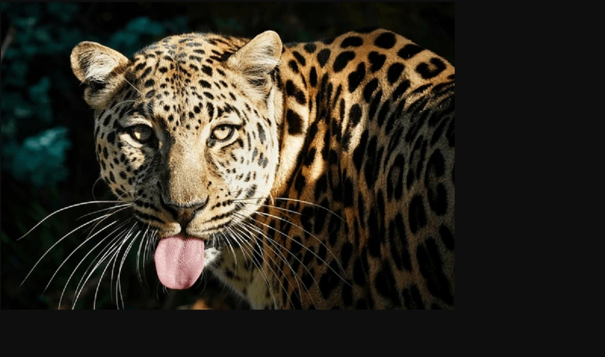 Leopard rescued from a school in Lalitpur