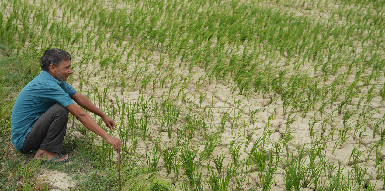 Terai-Madhesh, Nepal’s breadbasket, is running dry – and nobody is watching