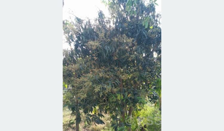 Mango production likely to increase this year in Madhes