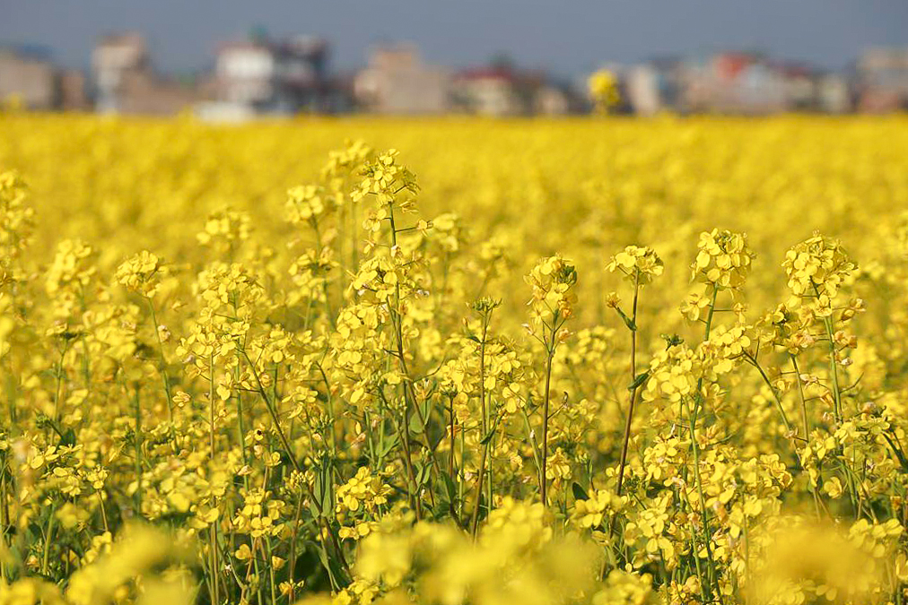 Mustard production on the decline in Chitwan