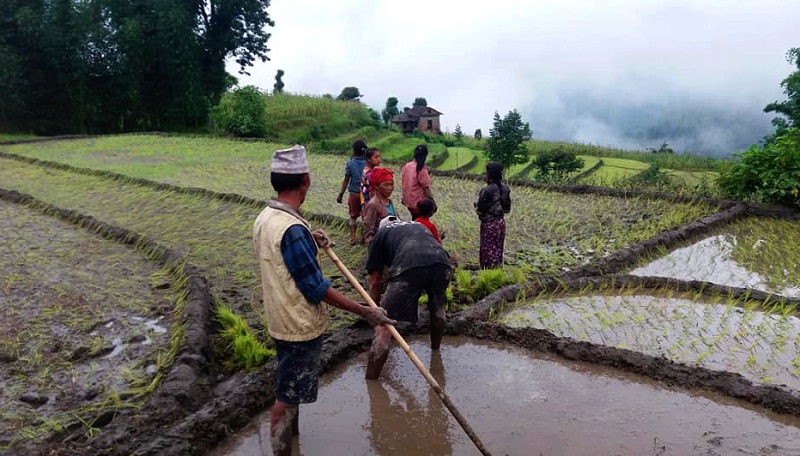 Nepal’s agriculture budget: Spending billions to feed imports while starving its own soil