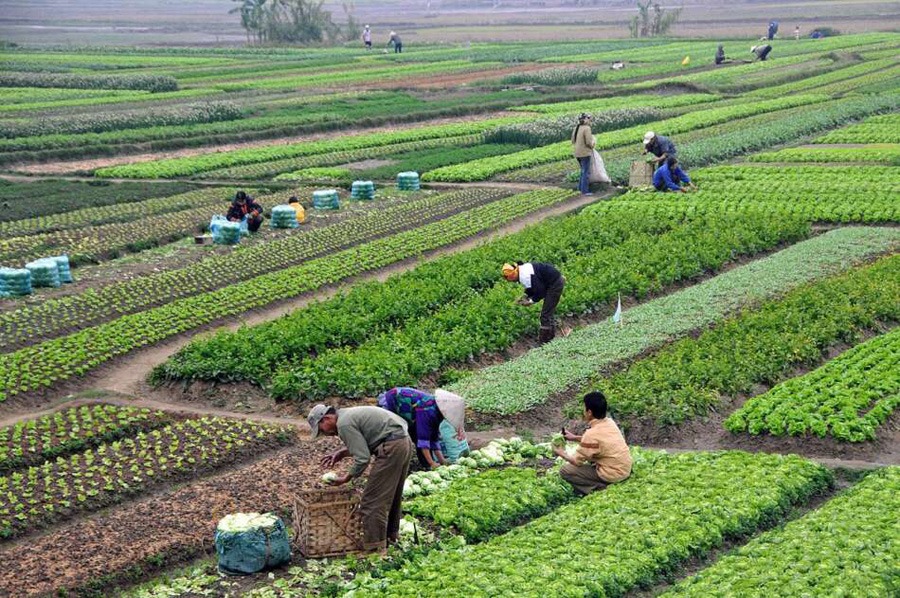From Terraced Fields to Climate-Resilient Futures: Understanding Nepal’s Agricultural Landscape