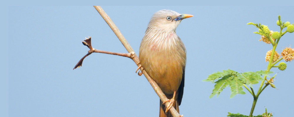 30 new species of birds spotted in Gulmi