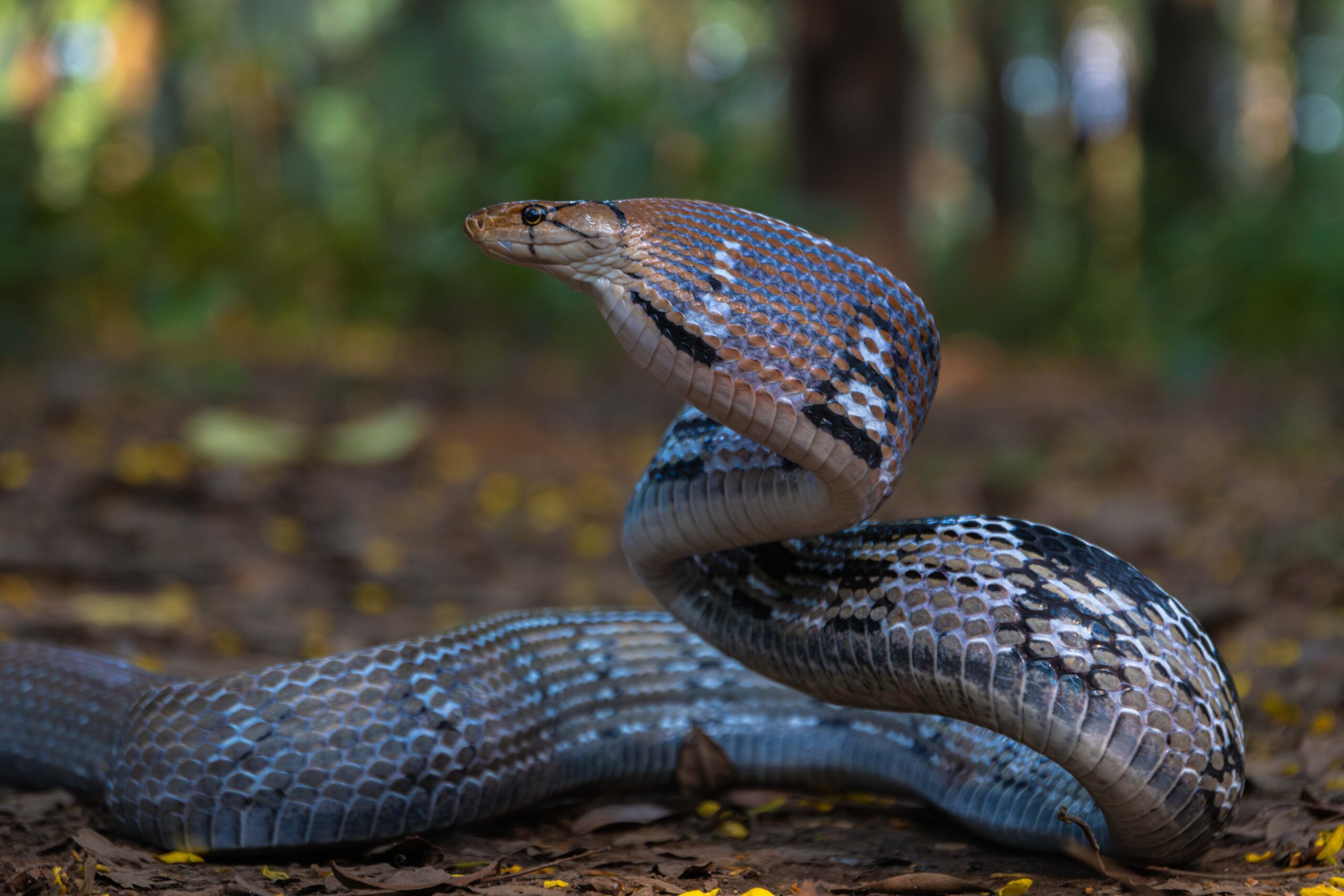 Tikapur Municipality launches training targeting to raise awareness on snake