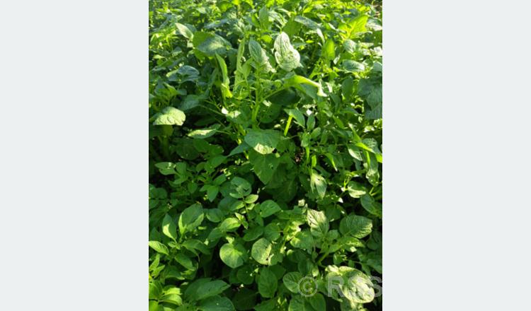 Rain brings hope for better potato production among farmers