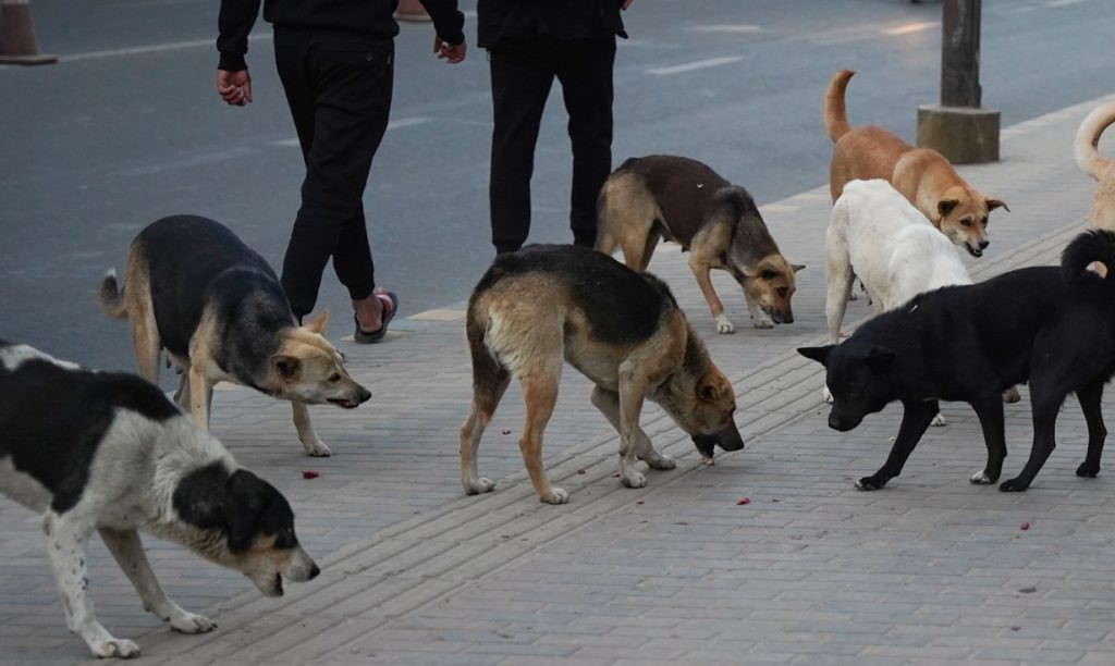 272 dogs, 2 cats sterilized in Kalika municipality