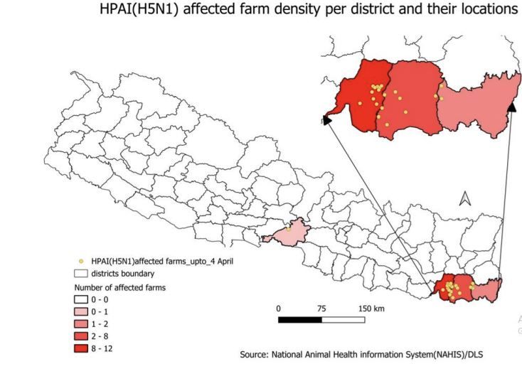 Bird Flu outbreak hits Nepal: over 100,000 poultry culled across four districts
