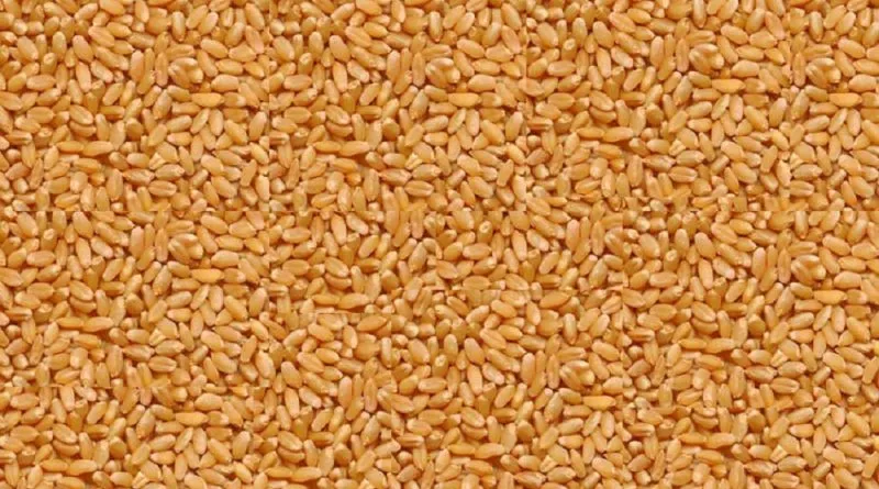 Food management company starts wheat procurement in Kailali