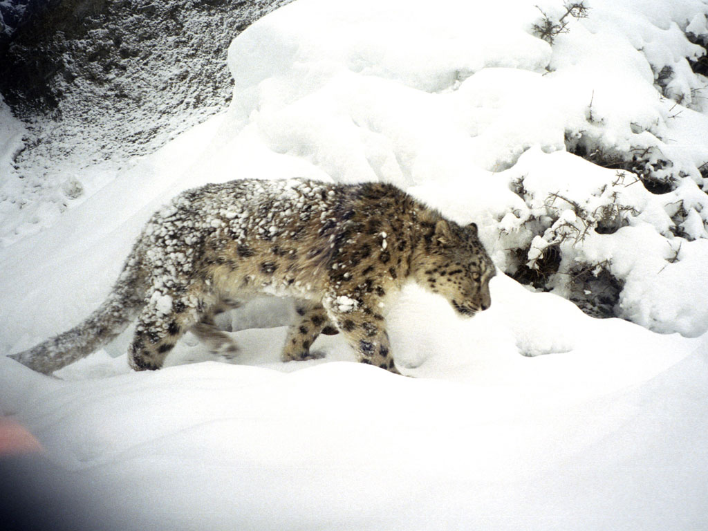 First-ever snow leopard census is to be conducted in Dhorpatan
