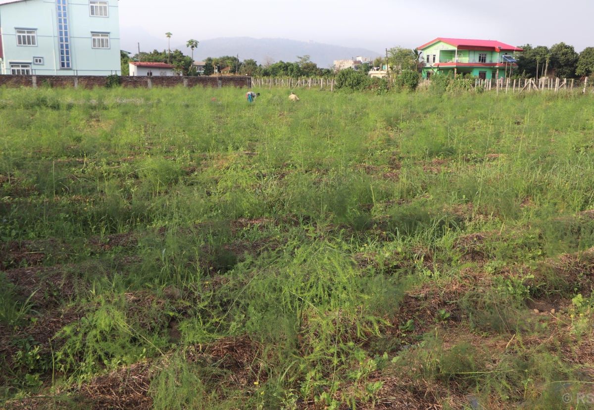 Chitwan shelter home manages its cost thru asparagus farming