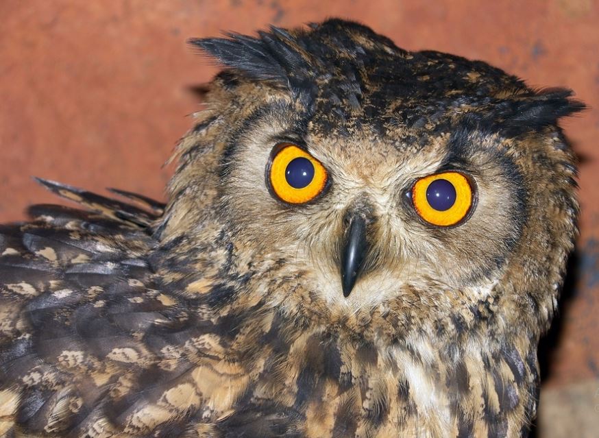 Owl festival in Dang on May 1-2