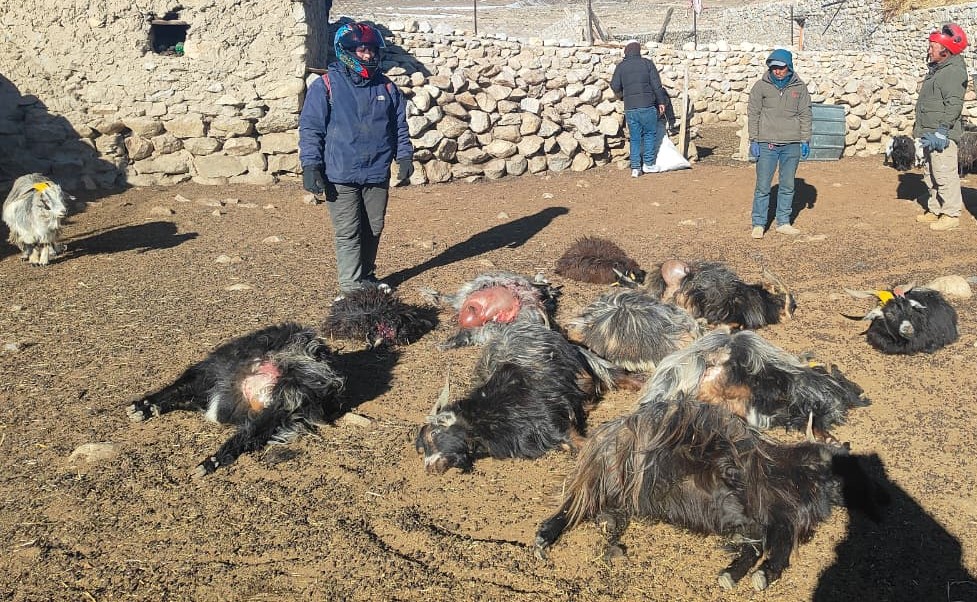 21 livestock killed in leopard attack in Mustang