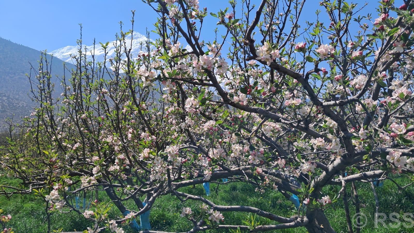 Fuji variety apples cultivated on 52 hectares in Jumla
