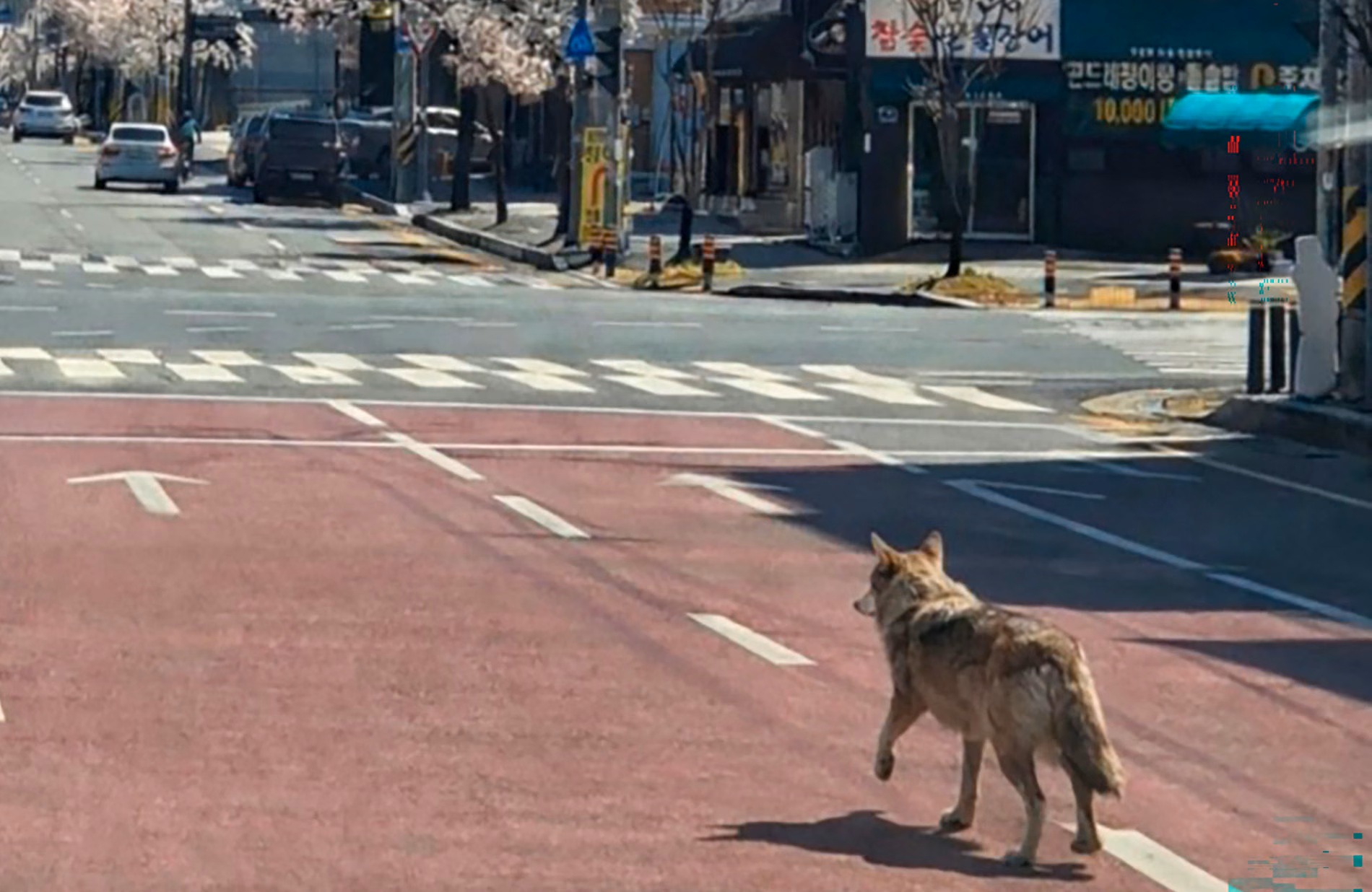 Escaped wolf forces school closure in South Korea