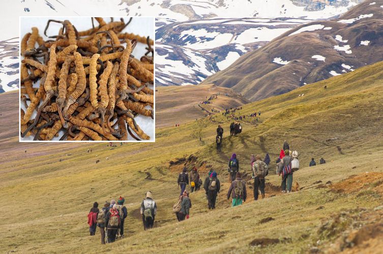 Yarsa picking begins in Manang